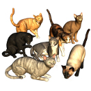Информация за котки и котки - всички тези прекрасни създания, като котки