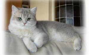 Информация за pryamouhie шотландски вид котка и характер, особено медицински сестри, снимки