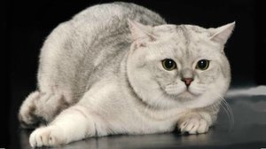 Информация за pryamouhie шотландски вид котка и характер, особено медицински сестри, снимки