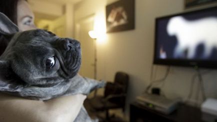 Информация за това как кучетата виждат нашия свят дали разграничават цветове, зрително поле, и двете