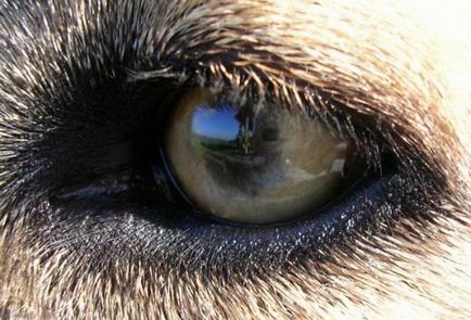 Информация за това как кучетата виждат нашия свят дали разграничават цветове, зрително поле, и двете