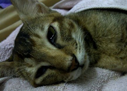 Подуване на корема на котка предизвиква и какво да направите, котката и котката (подути) Подуване на корема на котка предизвиква и какво да направите, котката и котката