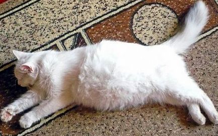 Подуване на корема на котка предизвиква и какво да направите, котката и котката (причини) Подуване на корема на котка предизвиква и какво да направите, котката и котката