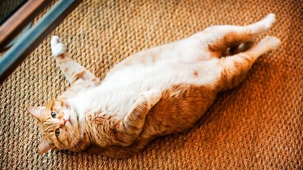 Подуване на корема на котка предизвиква и какво да направите, котката и котка (котката) Подуване на корема на котка предизвиква и какво да направите, котката и котката
