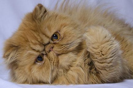 Характерът на персийските котки, се отличава
