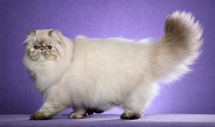 Характерът на персийските котки, се отличава