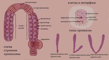 химическия състав и структурата на хромозомите на