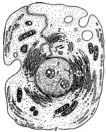 деление на клетките ядро ​​структура състав структура функционални компоненти