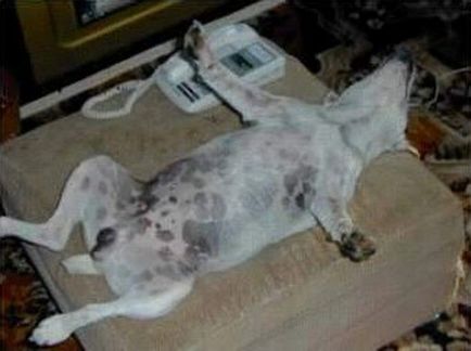 Смешни спане куче снимка