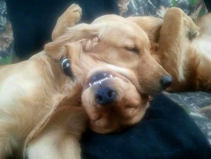 Смешни спане куче снимка
