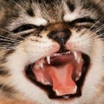 Дъх на котки причинява, как да се премахне и бързо да се отърве от лечението