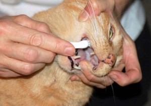 Дъх на котки причинява, превенция, лечение, ветеринарна служба на региона Владимир