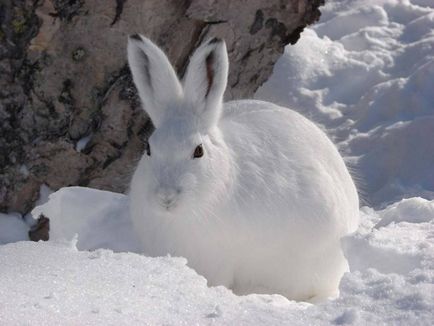 Хеър - описание, видове, какво да яде, живопис, фотография (задвижвани) Хеър - описание, видове, какво да яде, живопис, фотография