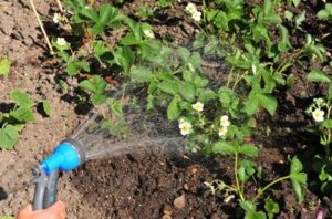 Ягоди - Виктория правилното засаждане и земеделски техники за отглеждане в градината на удоволствие и знания