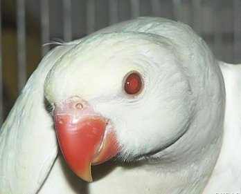 Животни албиноси - обречени на страдание, статии