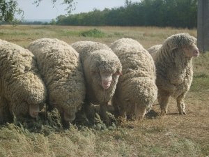 Въведение в описанието на функции tonkorunnyh породи овце (в зависимост от пола на животното) Въведение в описанието на функции tonkorunnyh породи овце