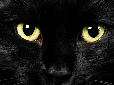 А котката не може да скочи А котката не може да скочи