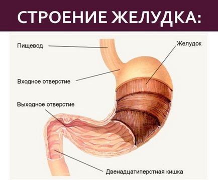 Схемата на лечение на стомашни язви