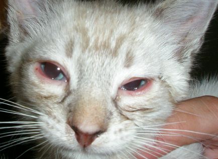 Болести на очите Котки