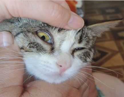 Болести на очите Котки
