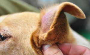 Заболявания на ухото на куче