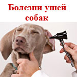 Заболявания на ухото на куче