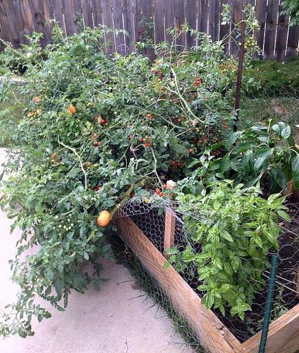 Това могат да бъдат засадени с домати