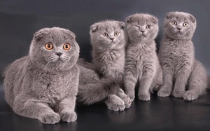 Scottish Fold котка лилаво