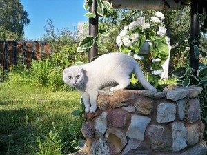 Scottish Fold котка лилаво