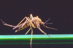 Как да се унищожи комари