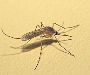Ефективни средства за контрол на комар