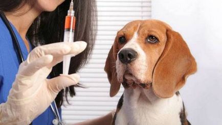 Еклампсия при кучета след раждането причини, симптоми, лечение
