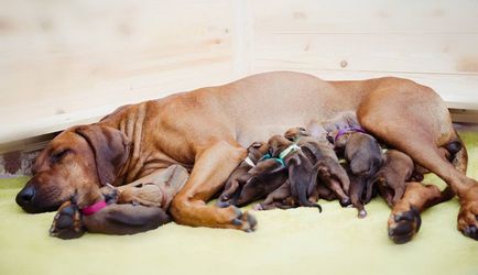 Еклампсия при кучета след раждането симптоми, лечение и симптоми