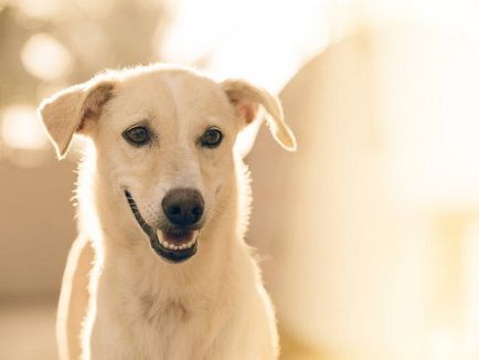 Еклампсия при кучета причинява симптомите, лечението