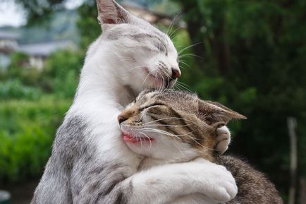 Снимки за любовта котки