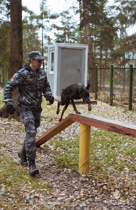 Цената на обучение на кучета