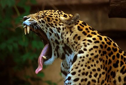 Jaguar какво е Jaguar какво е