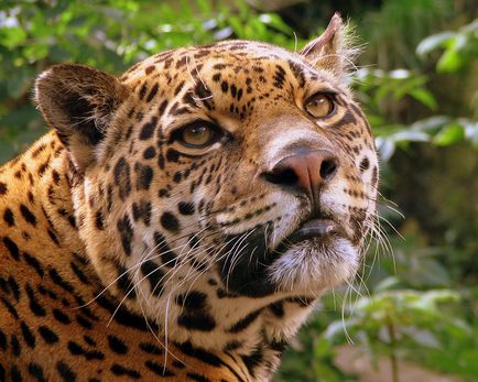 Jaguar какво е Jaguar какво е