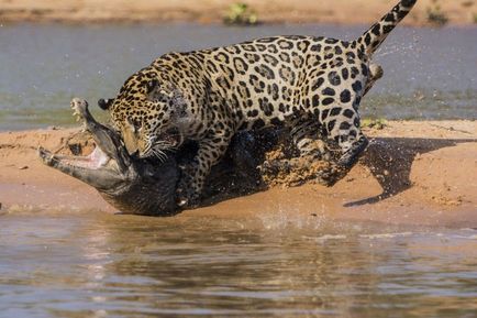 Jaguar какво е