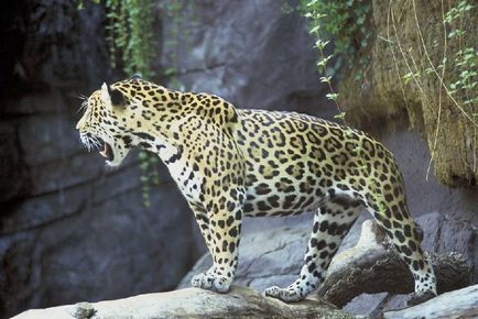 Jaguar какво е