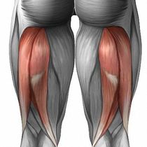 Muscle как да го построи