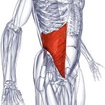 Muscle как да го построи