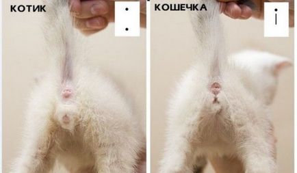 Как да се различи пола на котенца