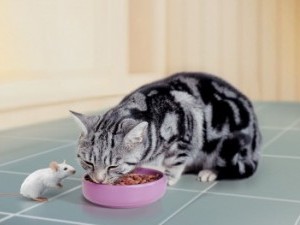 Котките обичат да се хранят котките