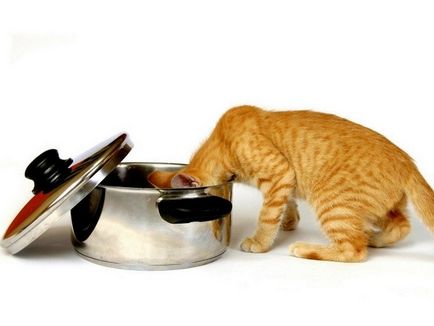 Котките обичат да се хранят котките