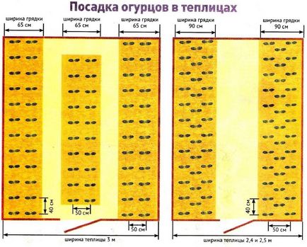 Кога да засадят краставици на открито място