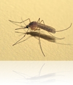 Как да се унищожи комари