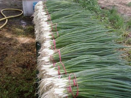 Как да се засадят лук на зелено