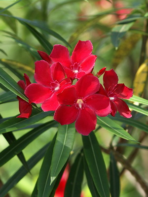 Цветна градина с червено цвете