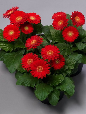 Саксийни цветя с червени цветя и фото стайни растения с червени цветя